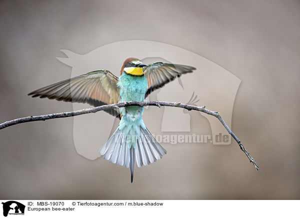 European bee-eater / MBS-19070