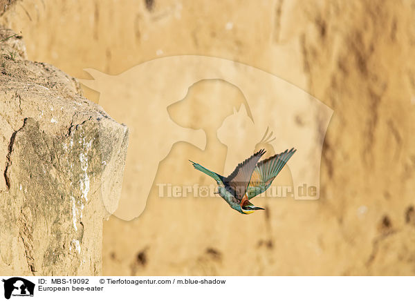 European bee-eater / MBS-19092