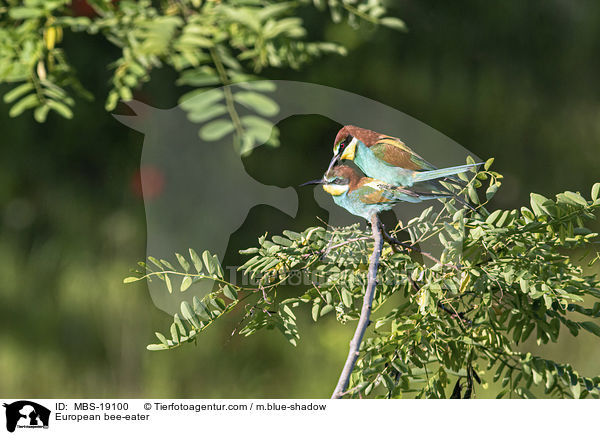 European bee-eater / MBS-19100