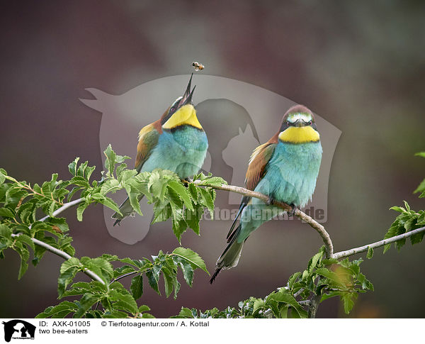 two bee-eaters / AXK-01005