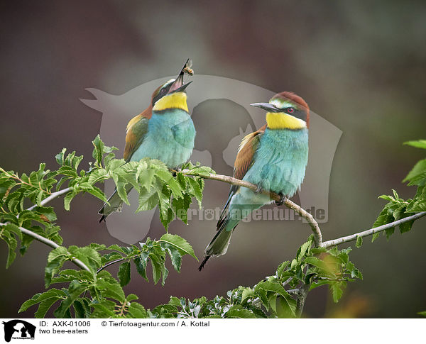 two bee-eaters / AXK-01006