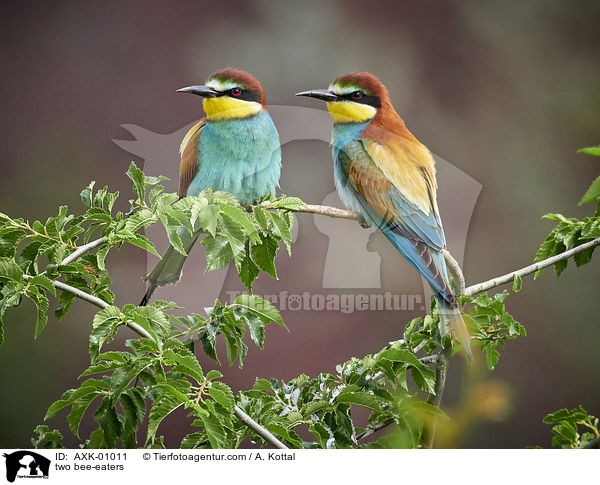two bee-eaters / AXK-01011