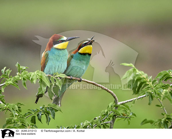 two bee-eaters / AXK-01013