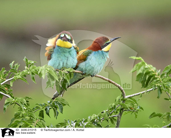 two bee-eaters / AXK-01015