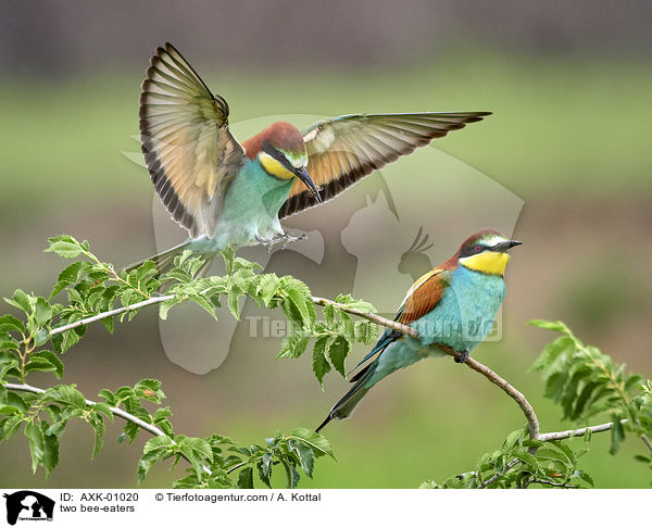 two bee-eaters / AXK-01020