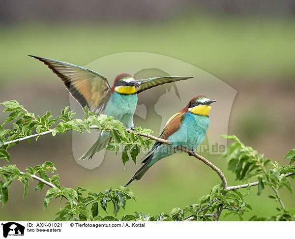 two bee-eaters / AXK-01021