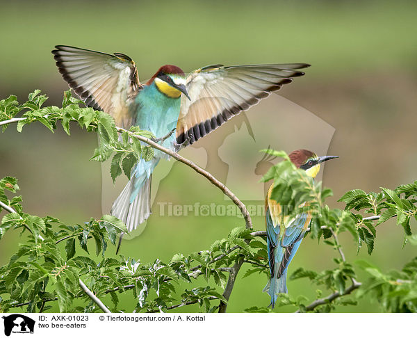 two bee-eaters / AXK-01023