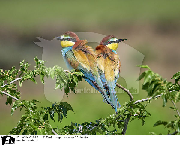 two bee-eaters / AXK-01039