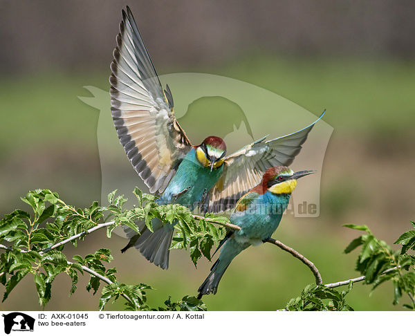 two bee-eaters / AXK-01045