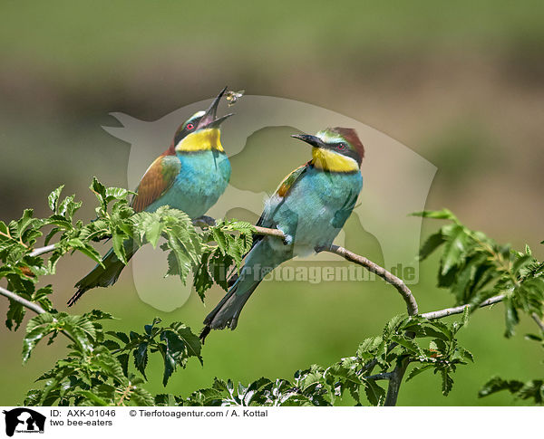 two bee-eaters / AXK-01046