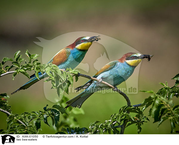 two bee-eaters / AXK-01050
