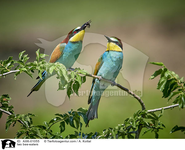two bee-eaters / AXK-01055