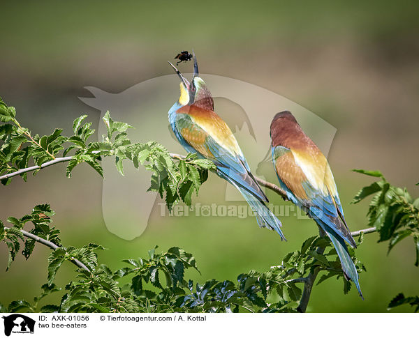 two bee-eaters / AXK-01056