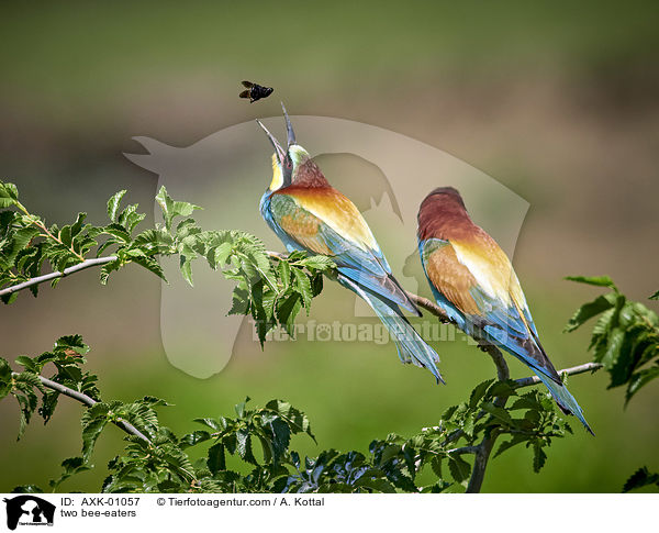 two bee-eaters / AXK-01057