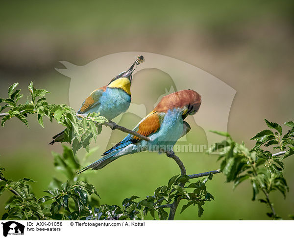 two bee-eaters / AXK-01058
