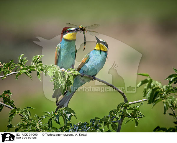 two bee-eaters / AXK-01060