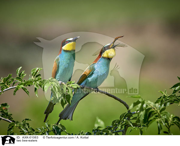 two bee-eaters / AXK-01063