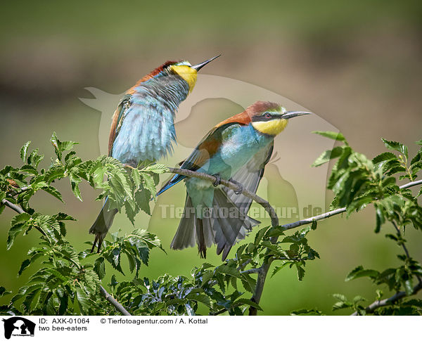 two bee-eaters / AXK-01064
