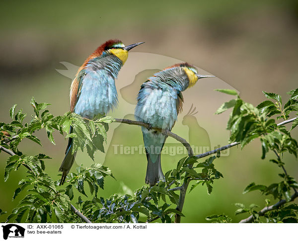 two bee-eaters / AXK-01065
