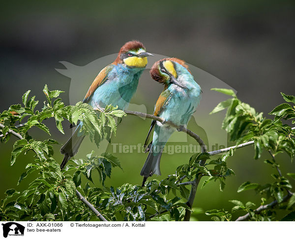 two bee-eaters / AXK-01066