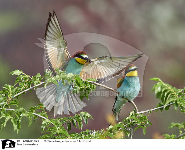 two bee-eaters / AXK-01077