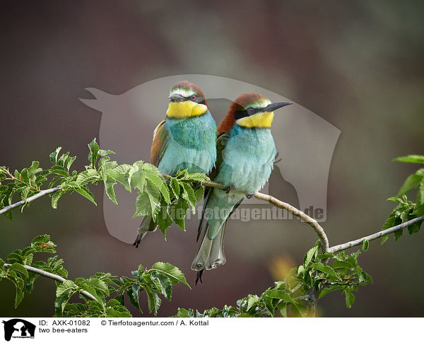 two bee-eaters / AXK-01082