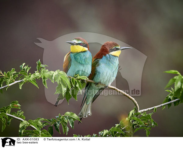 two bee-eaters / AXK-01083