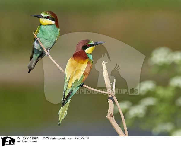 two bee-eaters / AXK-01086