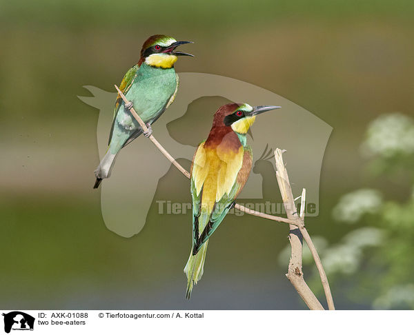 two bee-eaters / AXK-01088