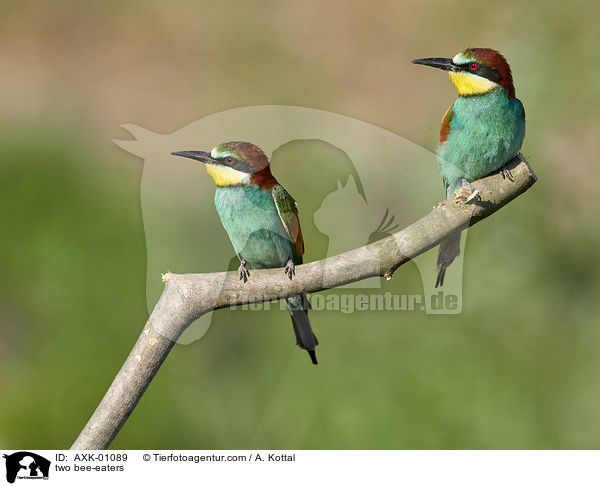 two bee-eaters / AXK-01089