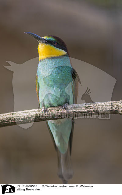 sitting Bee-eater / PW-08503