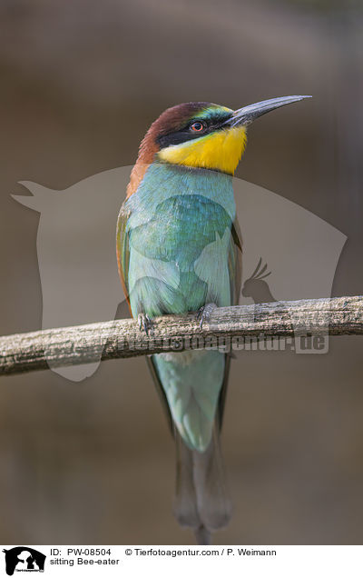 sitting Bee-eater / PW-08504