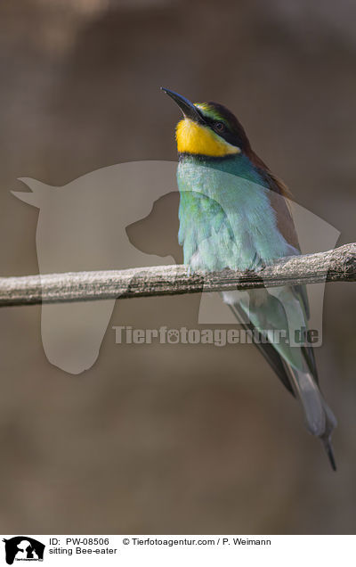 sitting Bee-eater / PW-08506