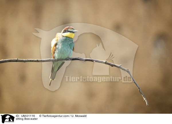 sitting Bee-eater / UM-01116