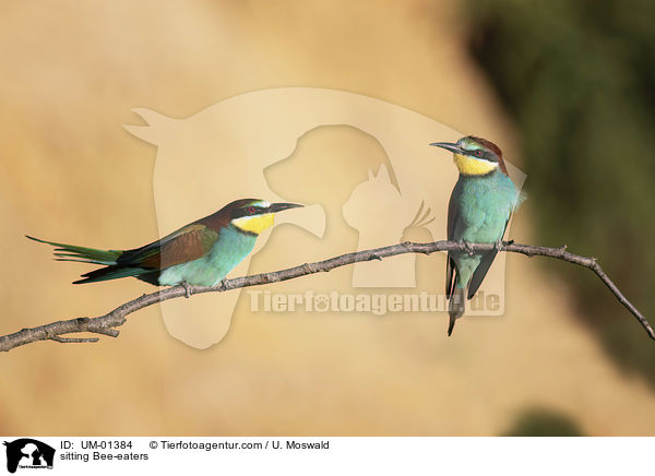 sitting Bee-eaters / UM-01384