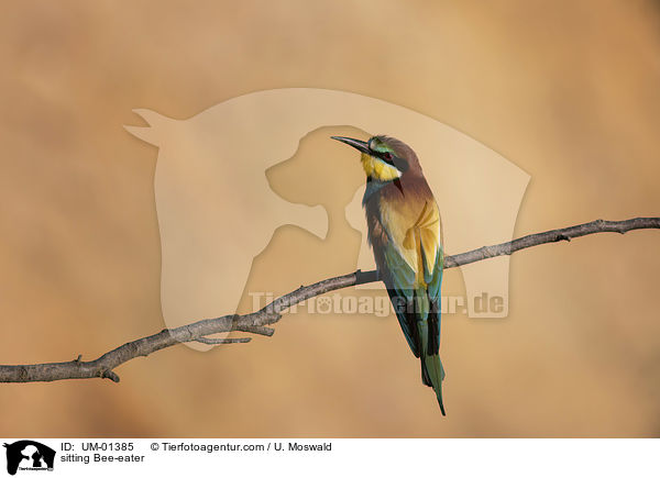sitting Bee-eater / UM-01385