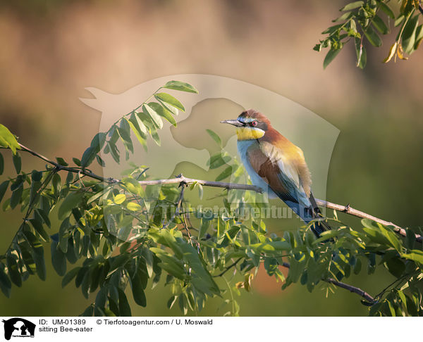 sitting Bee-eater / UM-01389