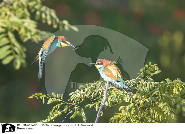 Bee-eaters / UM-01400