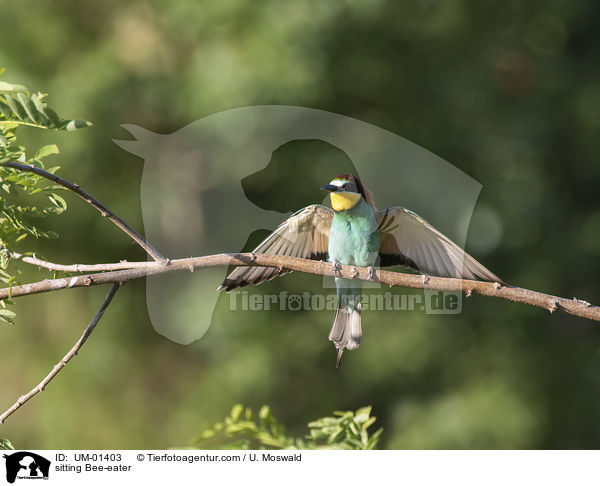 sitting Bee-eater / UM-01403