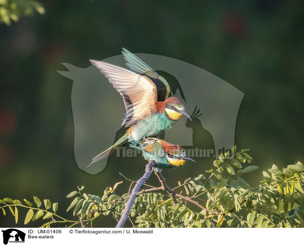 Bee-eaters / UM-01406