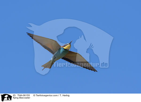 flying Bee-eater / THA-08155