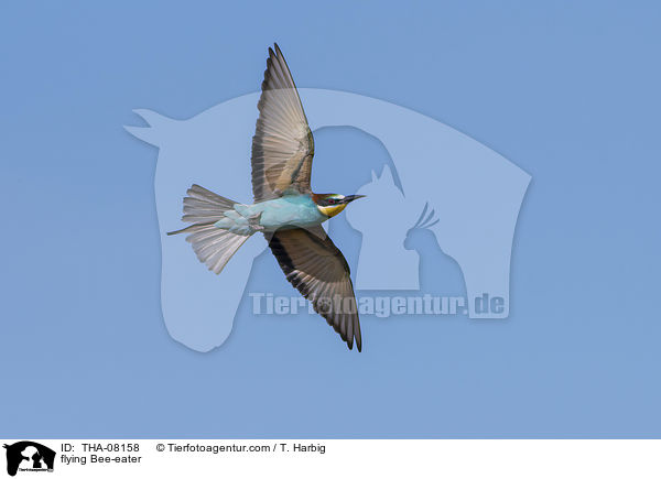 flying Bee-eater / THA-08158