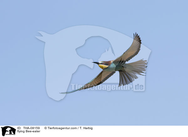 flying Bee-eater / THA-08159