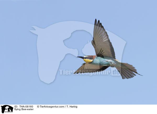 flying Bee-eater / THA-08160