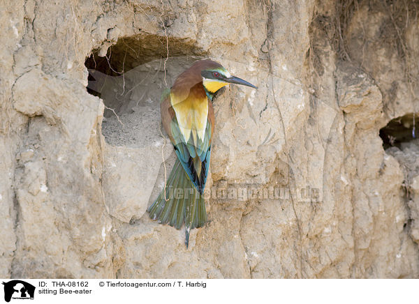 sitting Bee-eater / THA-08162