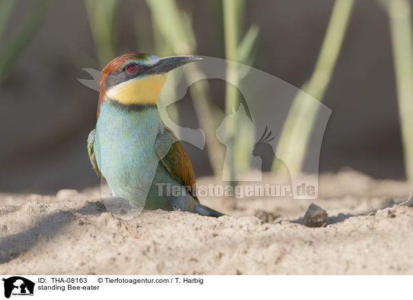 standing Bee-eater / THA-08163