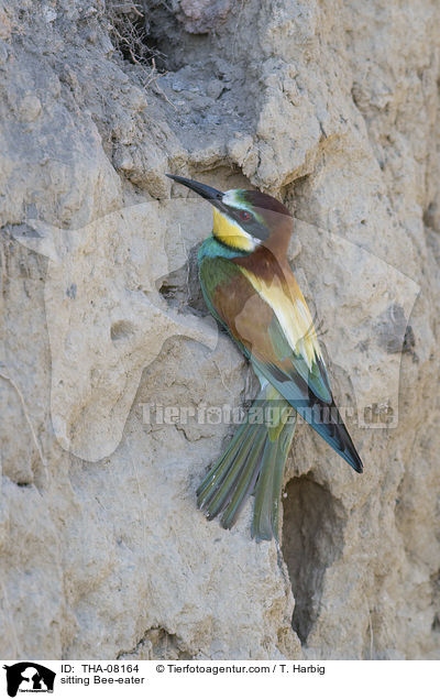 sitting Bee-eater / THA-08164