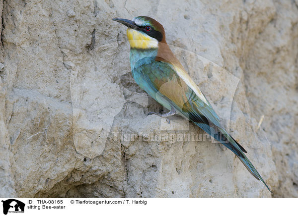 sitting Bee-eater / THA-08165