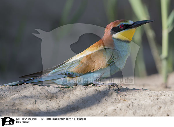 Bee-eater / THA-08166