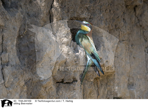 sitting Bee-eater / THA-08169